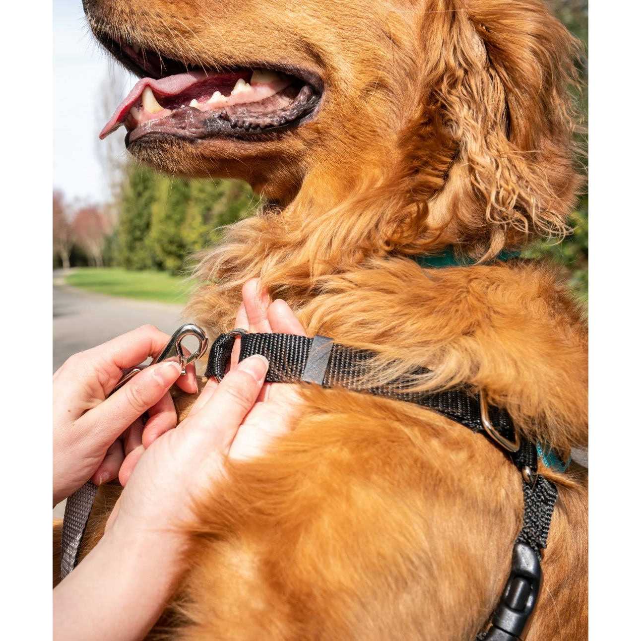 Body Halter Dog Harness U481