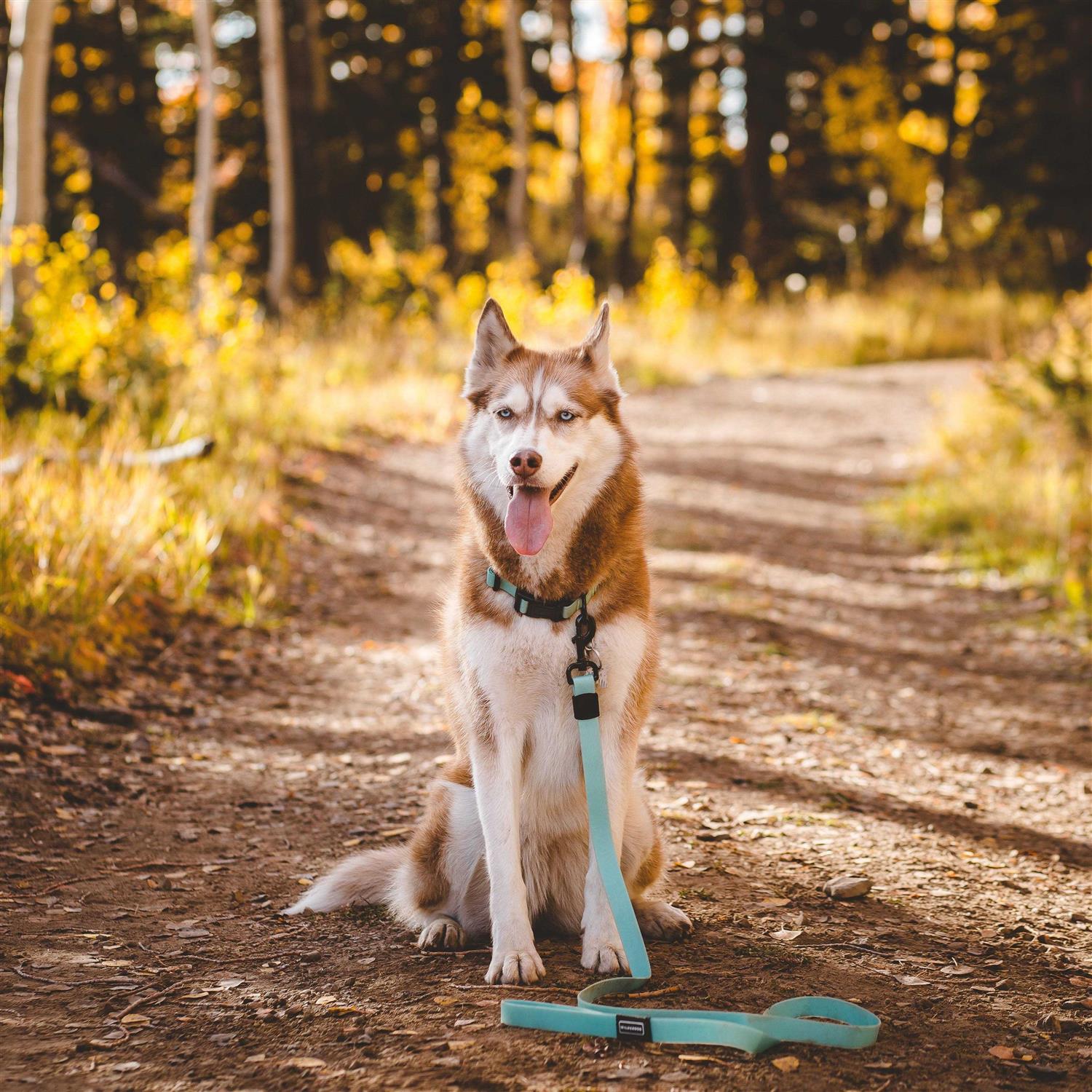 Waterproof Leash L72185