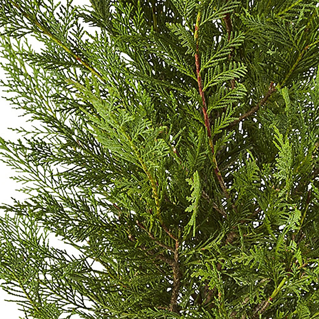 7 Gallon Live Shrub Z75153
