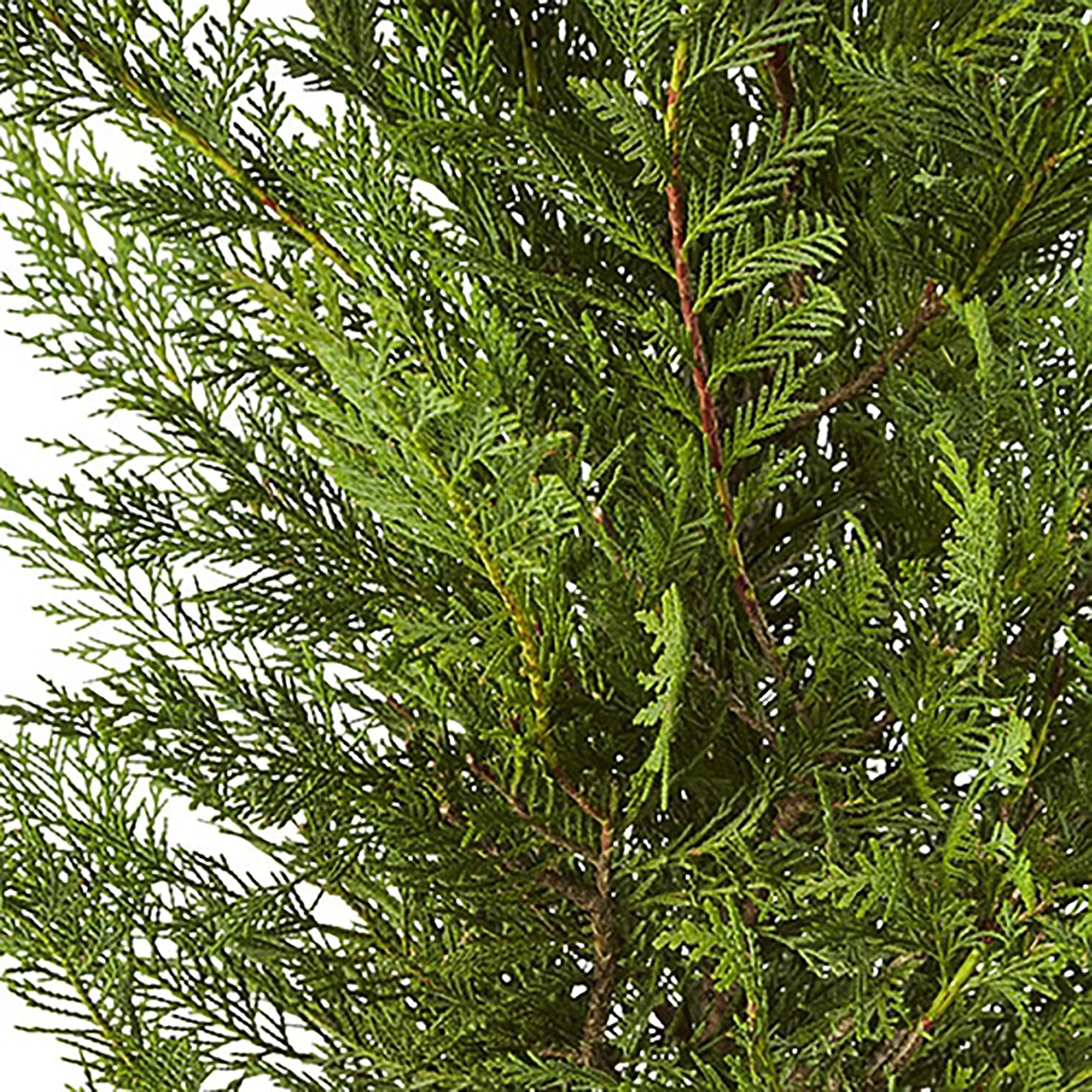 7 Gallon Live Shrub Z75153