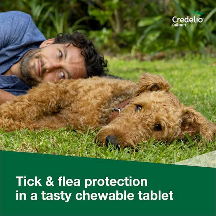 Chewable Tablet for Dogs Q905045