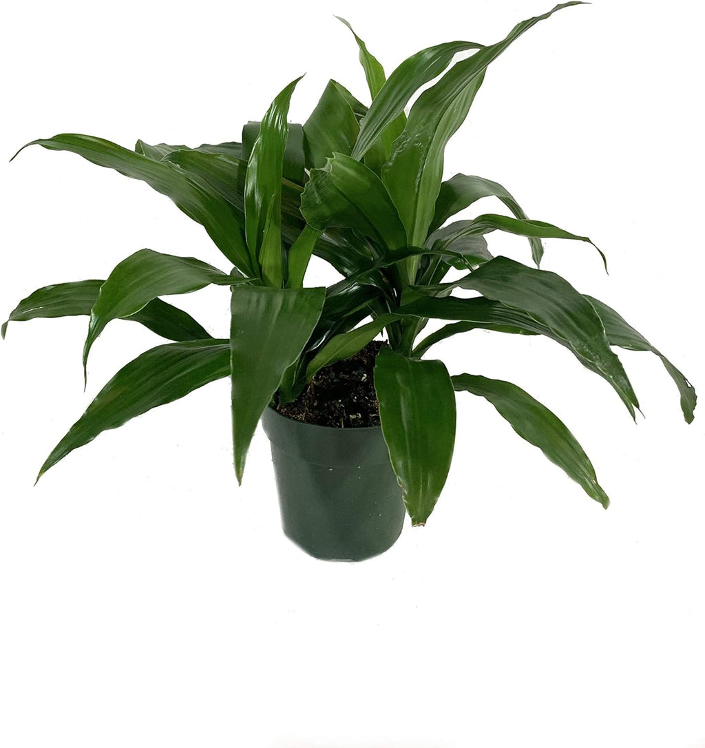 3 Live Plants in 6 Inch Pots - ZZ, Dracaena Janet Craig, Neanthe Bella Parlor Palm I5388