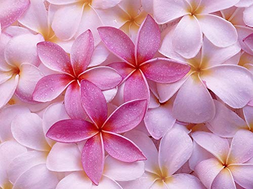 8"-10" Mixed Hawaiian Plumeria Frangipani Cuttings W68844
