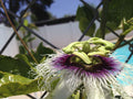 Edible Purple Passion Flower Fruit Vine Live Plant P594303