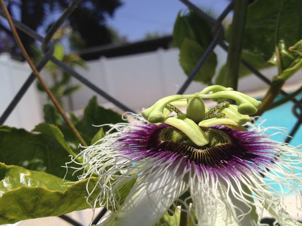 Edible Purple Passion Flower Fruit Vine Live Plant P594303