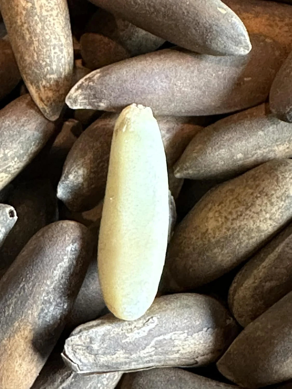 Pine Nut Chilgoza O106167