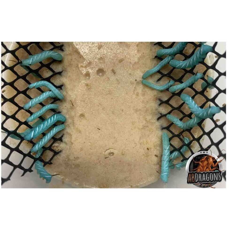 Small Roach Hornworm & Superworm Live Feeder Combo Reptile Food O457509