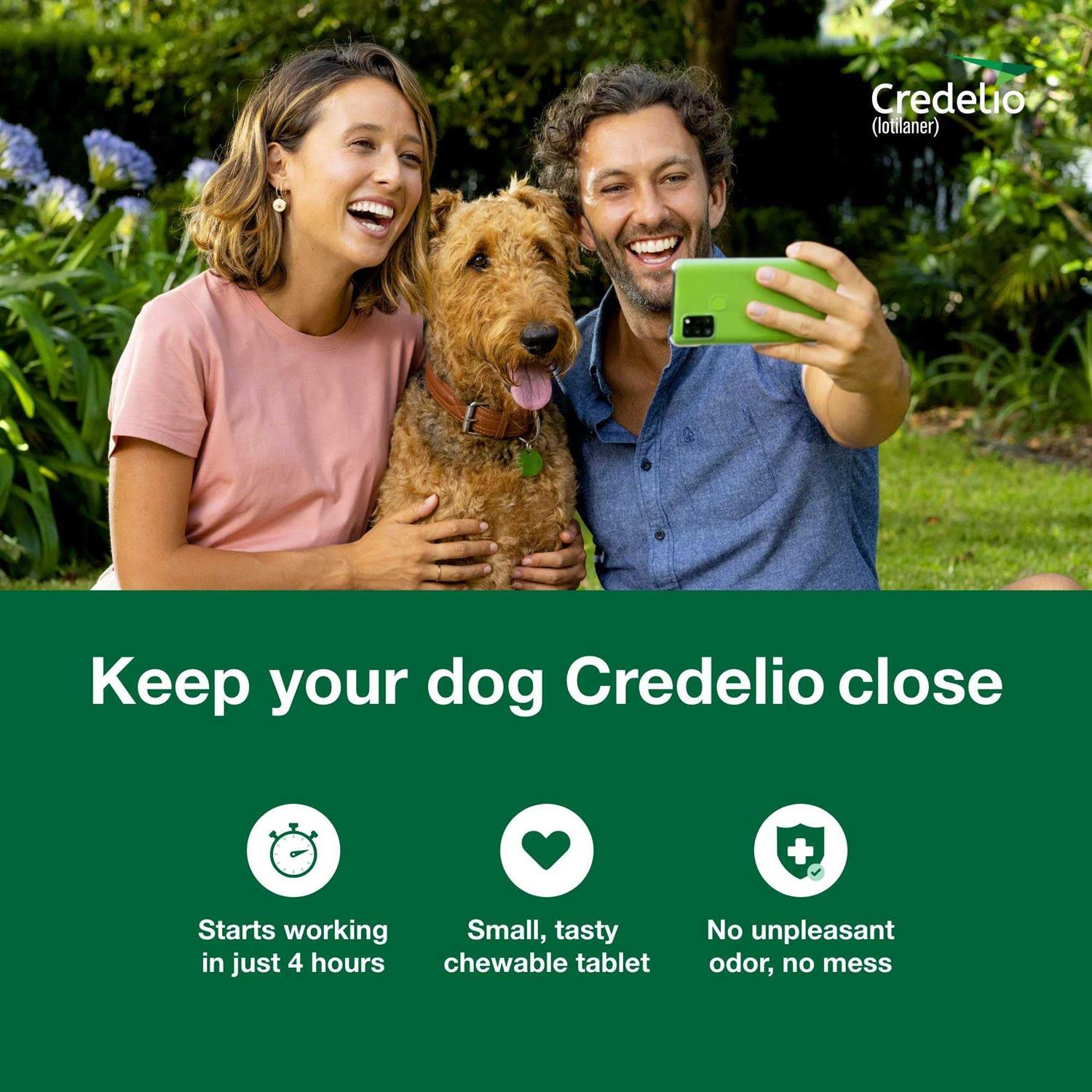 Chewable Tablet for Dogs Q905045