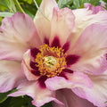 Set of 1 Yellow Peony Plant Root L13729