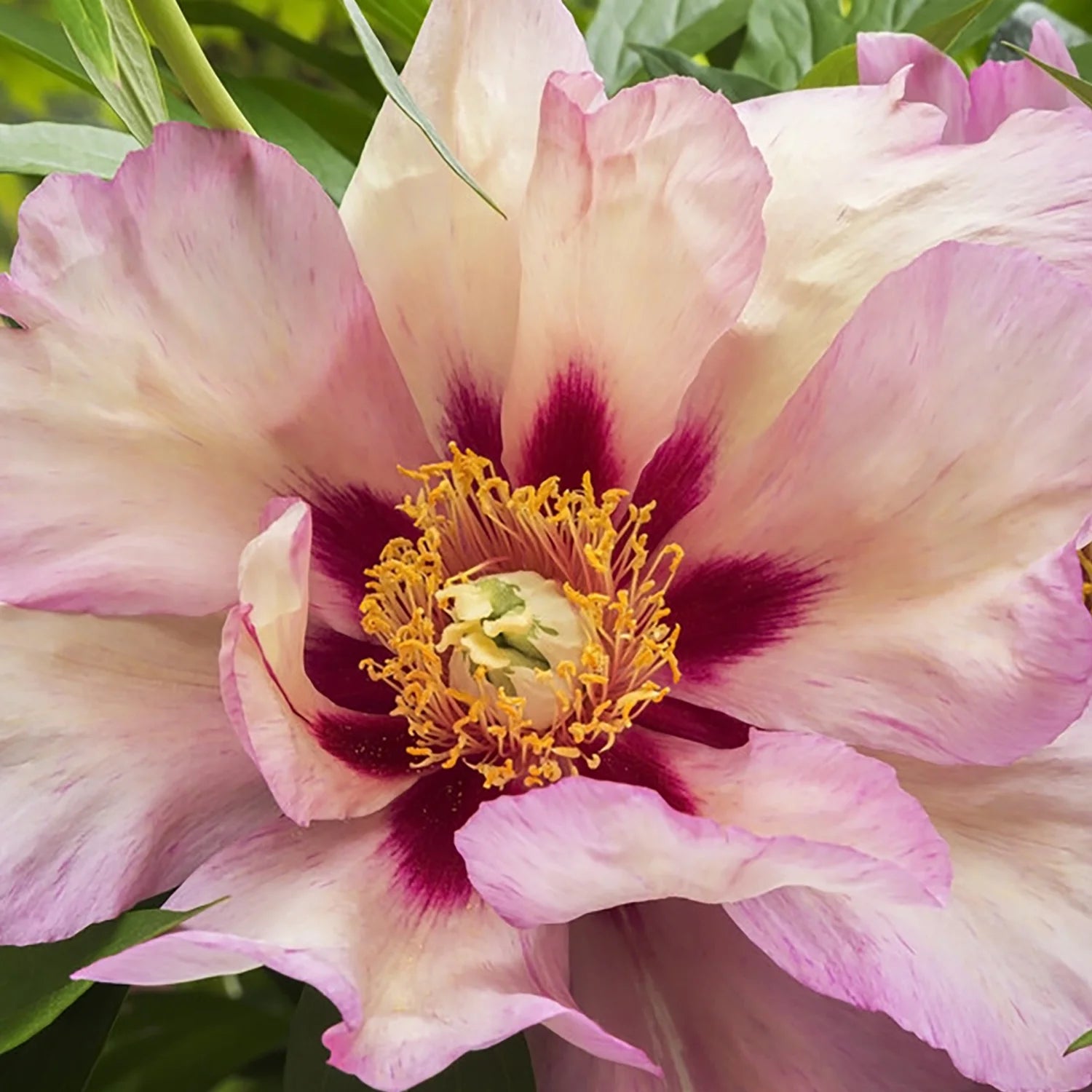 Set of 1 Yellow Peony Plant Root L13729