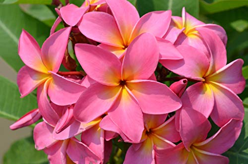 8"-10" Mixed Hawaiian Plumeria Frangipani Cuttings W68844