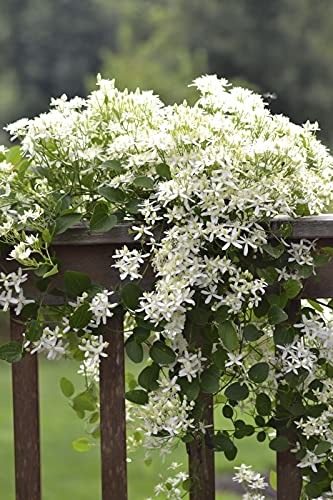 4 Inch Live Clematis Sweet Autumn Plant J5087