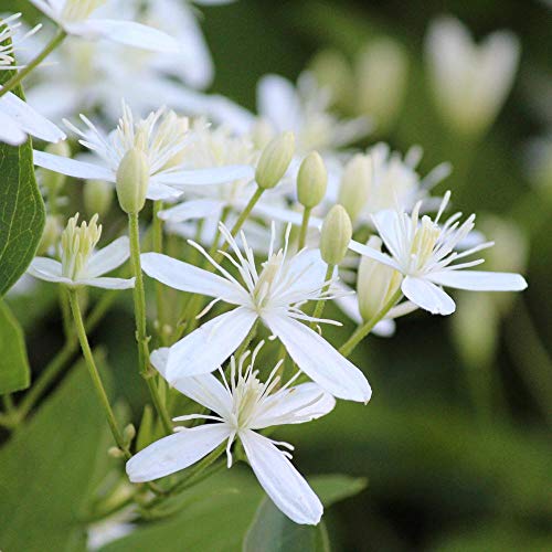 4 Inch Live Clematis Sweet Autumn Plant J5087