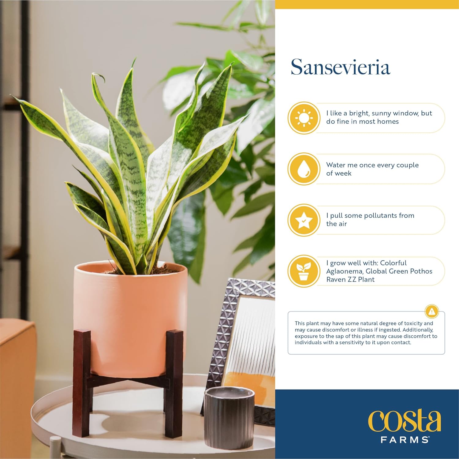 Snake Plant, Live Indoor Sansevieria Plant, Potted in Indoor Plant Pot, 8-Inches Tall H371