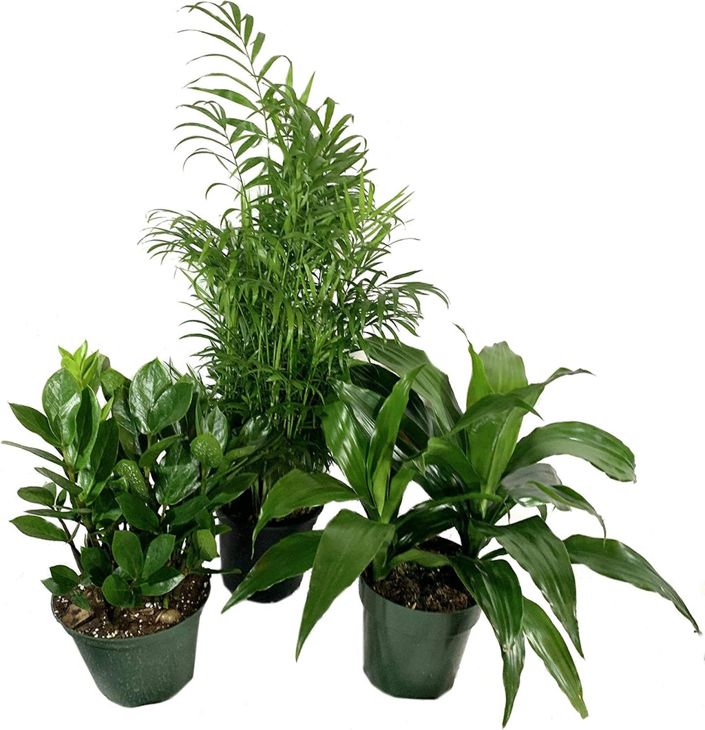 3 Live Plants in 6 Inch Pots - ZZ, Dracaena Janet Craig, Neanthe Bella Parlor Palm I5388