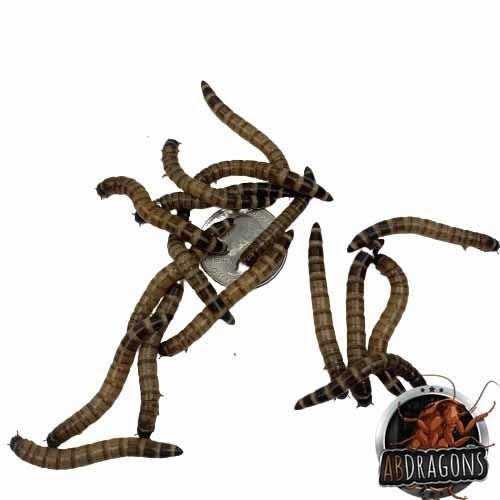 Small Roach Hornworm & Superworm Live Feeder Combo Reptile Food O457509
