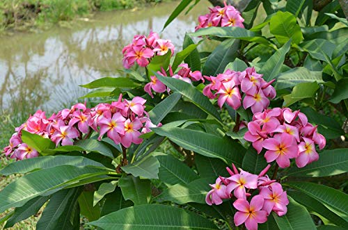 8"-10" Mixed Hawaiian Plumeria Frangipani Cuttings W68844