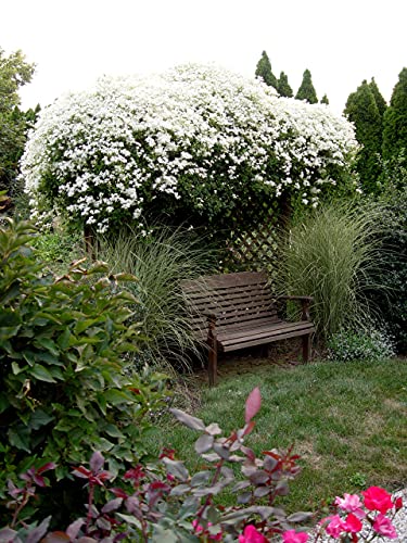 4 Inch Live Clematis Sweet Autumn Plant J5087