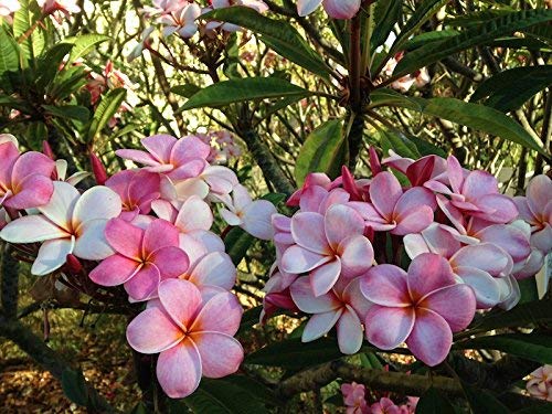 8"-10" Mixed Hawaiian Plumeria Frangipani Cuttings W68844
