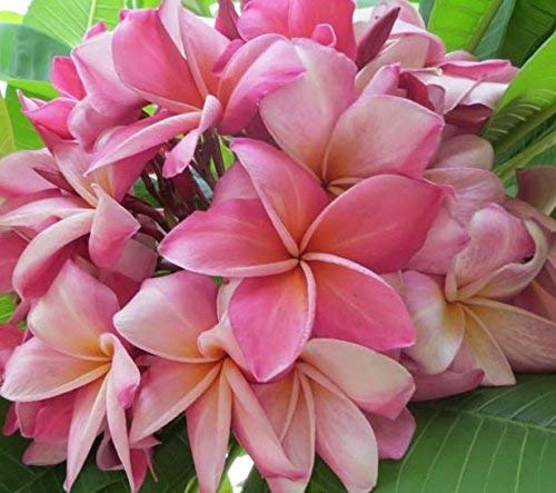 8"-10" Mixed Hawaiian Plumeria Frangipani Cuttings W68844