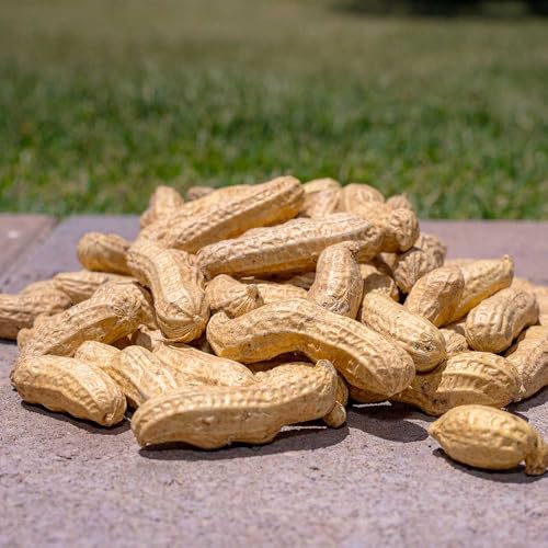 Shell Peanuts Wild Bird and Wildlife Food (5 Pounds) G3402