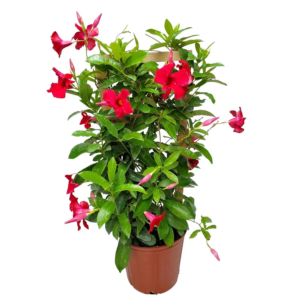 36" Giant Red Mandevilla Vine Plant on a Starter Trellis X436160