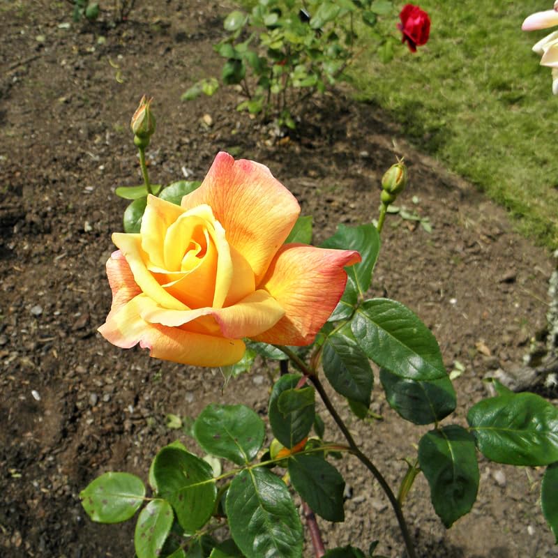 Rose Plant Live C240