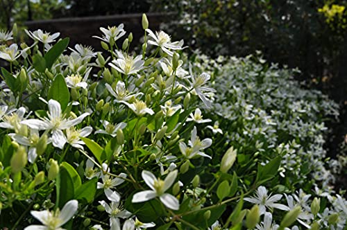 4 Inch Live Clematis Sweet Autumn Plant J5087