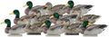 12 Pack Flocked Head Mallard Decoys E22778
