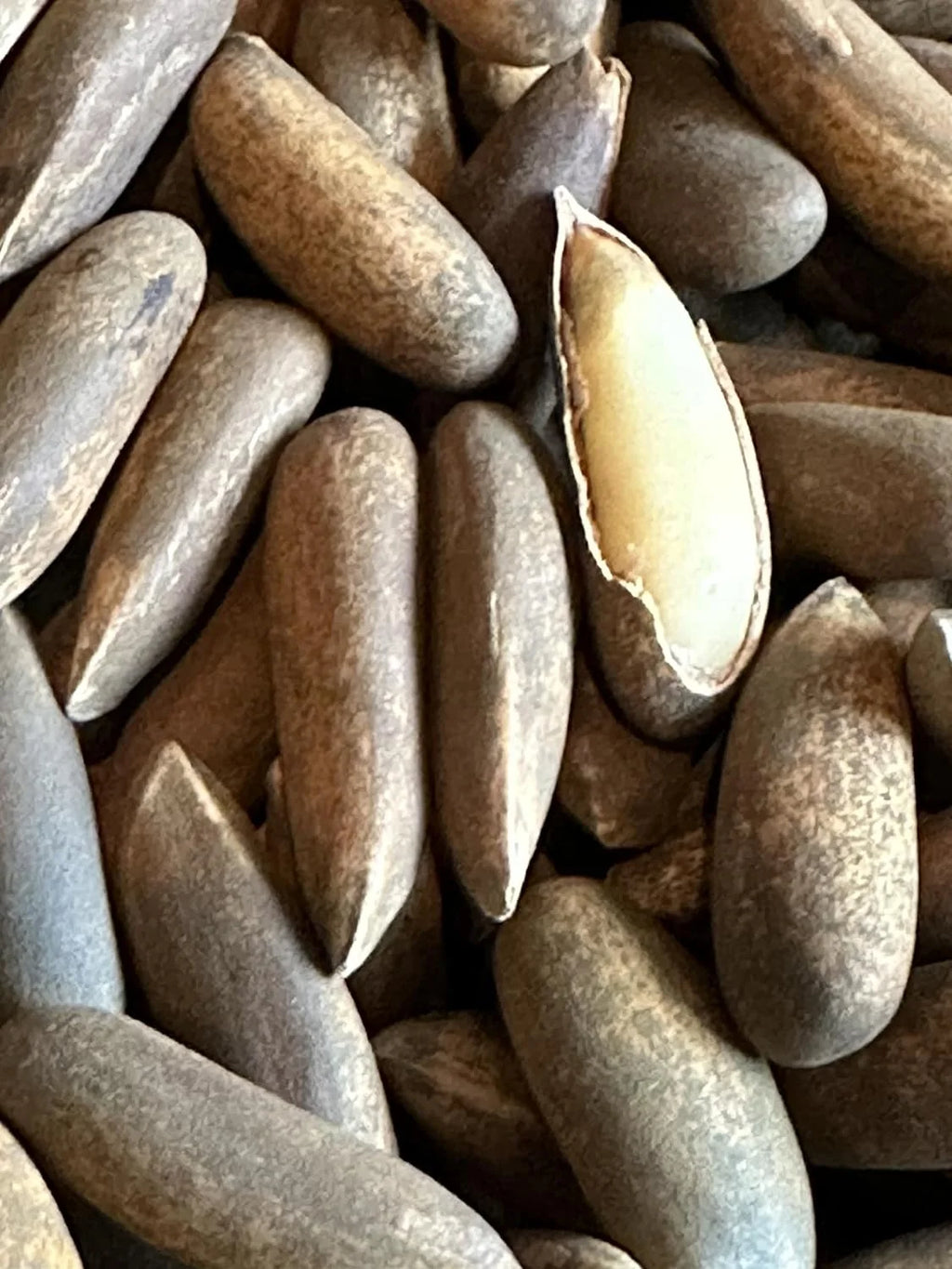 Pine Nut Chilgoza O106167