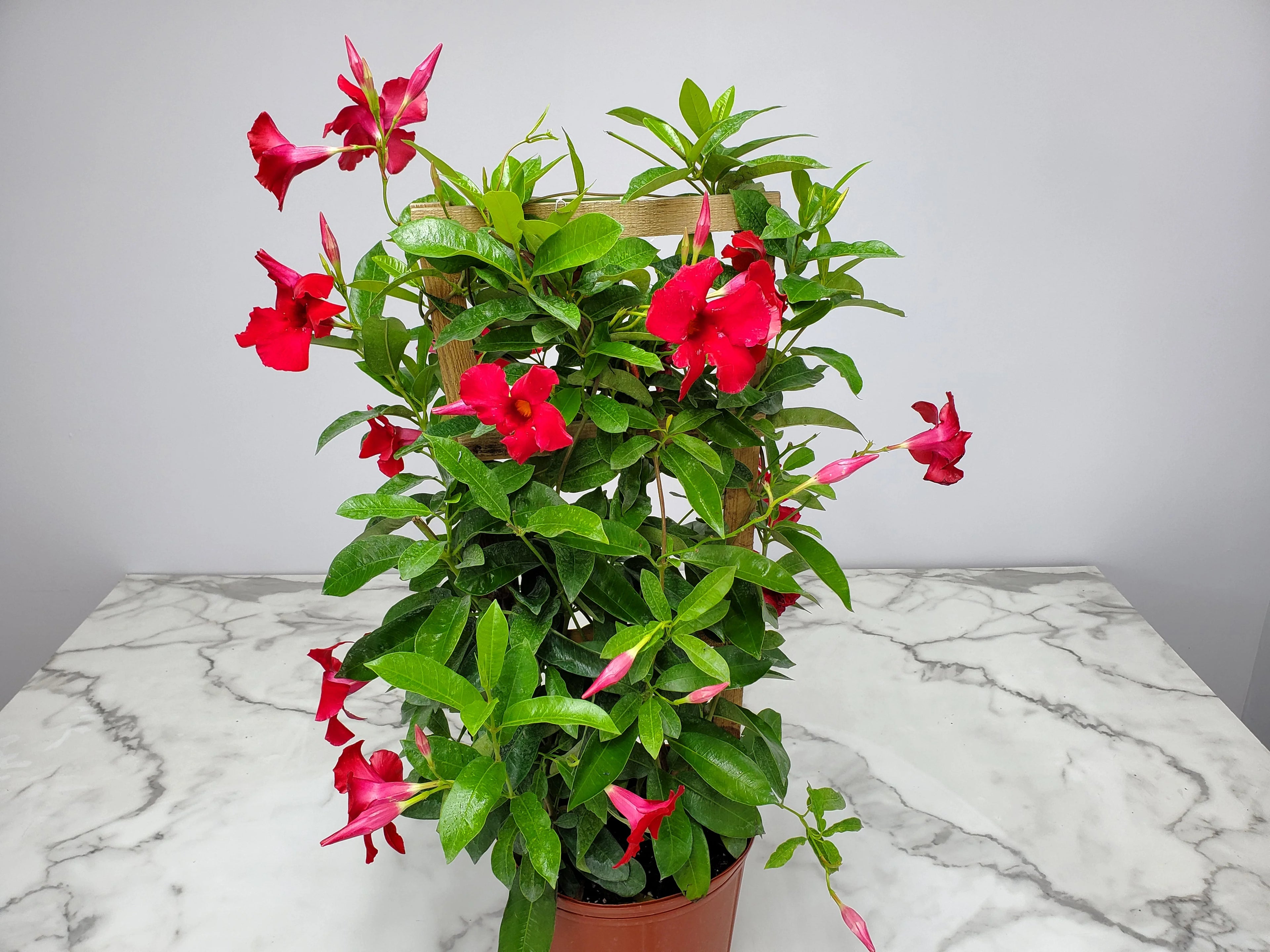 36" Giant Red Mandevilla Vine Plant on a Starter Trellis X436160