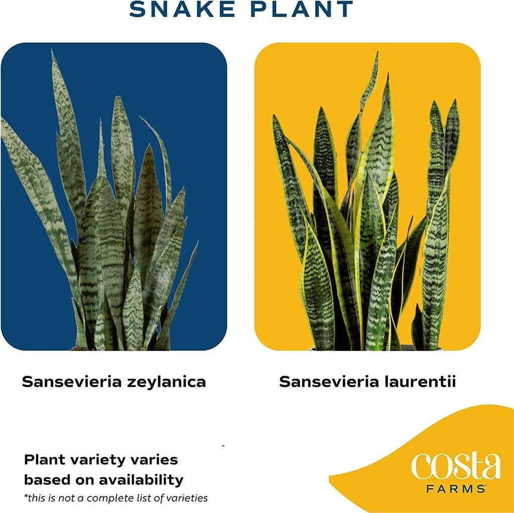 Snake Plant, Live Indoor Sansevieria Plant, Potted in Indoor Plant Pot, 8-Inches Tall H371