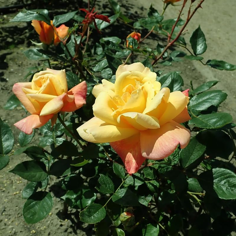 Rose Plant Live C240