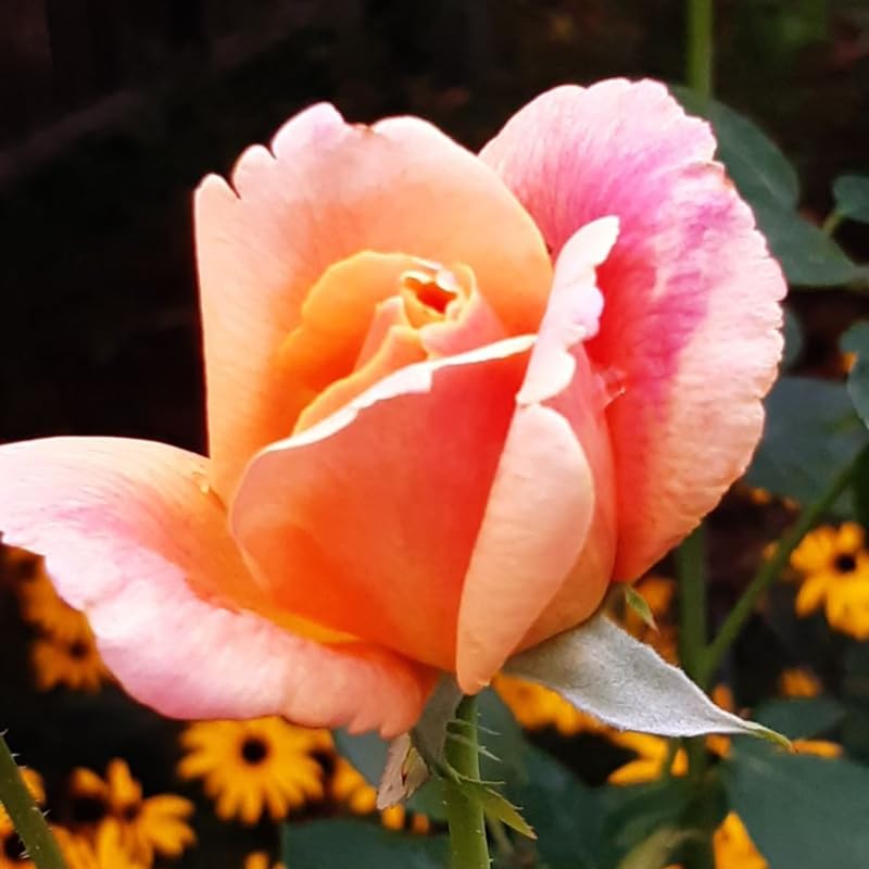 Rose Plant Live C240