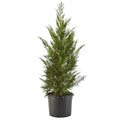 7 Gallon Live Shrub Z75153