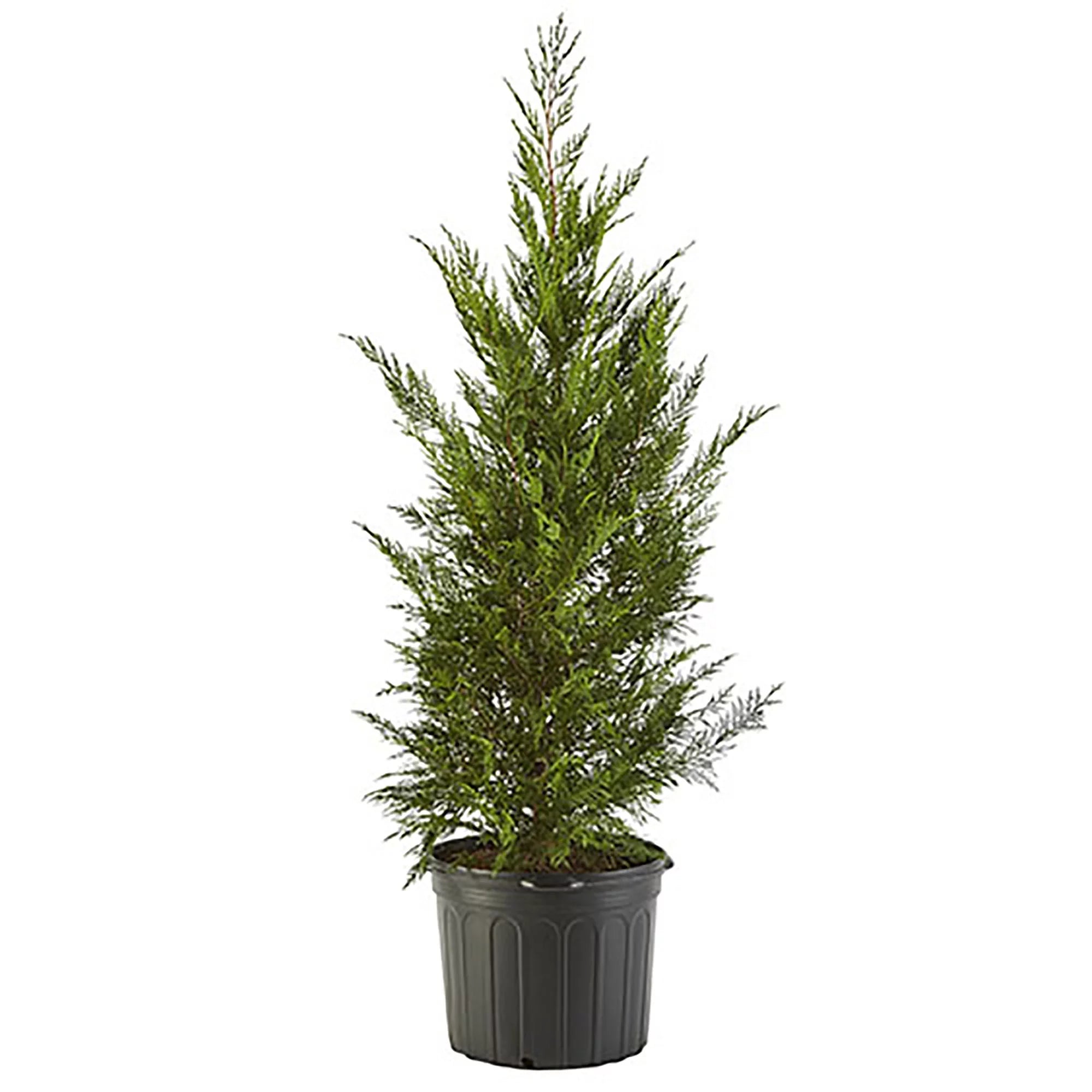 7 Gallon Live Shrub Z75153