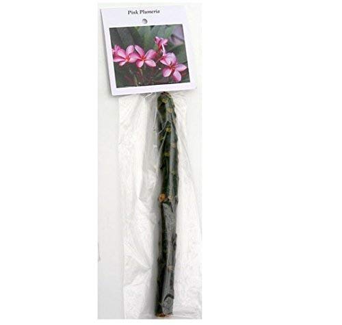8"-10" Mixed Hawaiian Plumeria Frangipani Cuttings W68844
