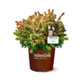 2Gal Multicolor Abelia Kaleidoscope Live Shrub X1821