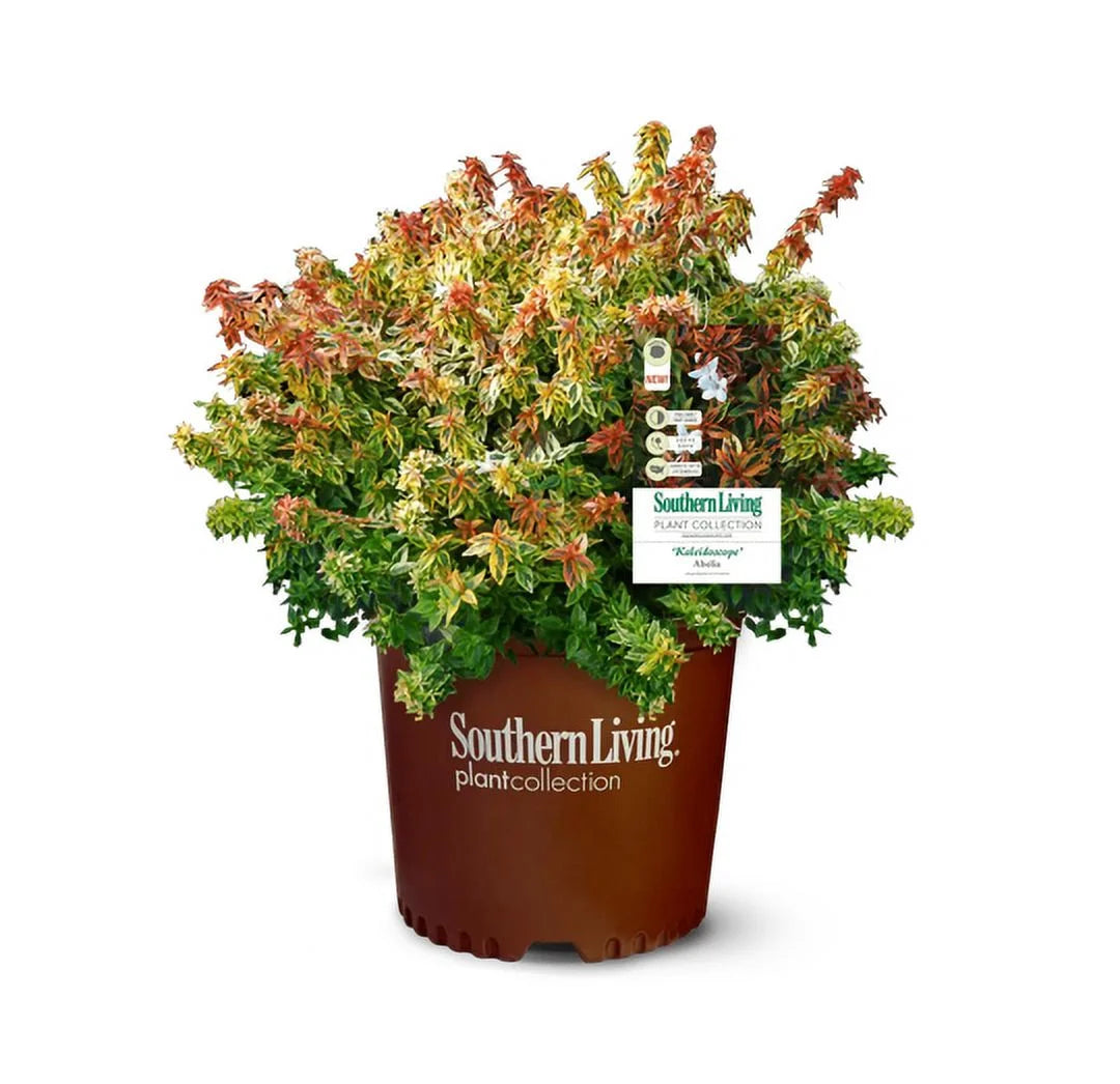 2Gal Multicolor Abelia Kaleidoscope Live Shrub X1821
