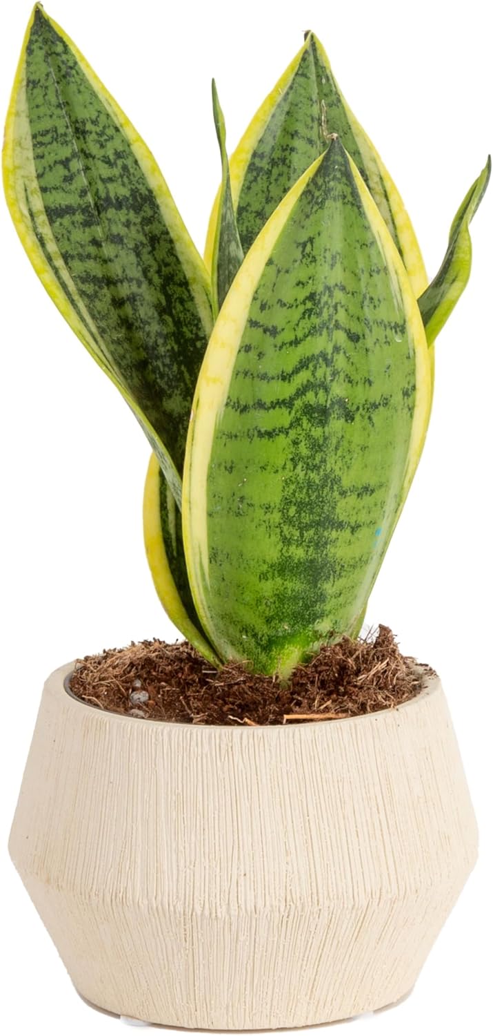 Snake Plant, Live Indoor Sansevieria Plant, Potted in Indoor Plant Pot, 8-Inches Tall H371