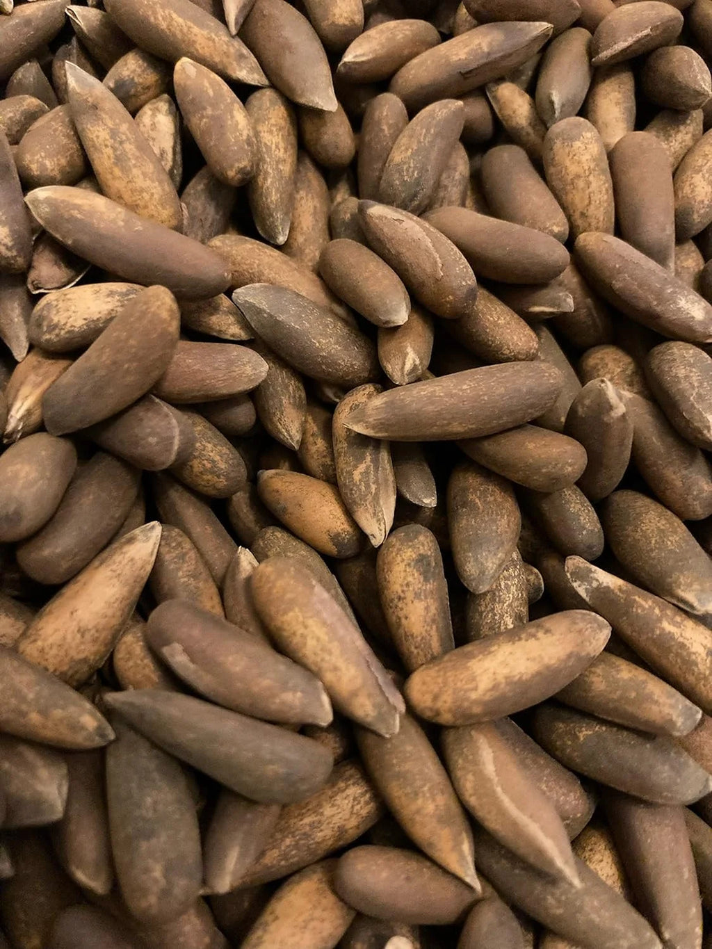 Pine Nut Chilgoza O106167