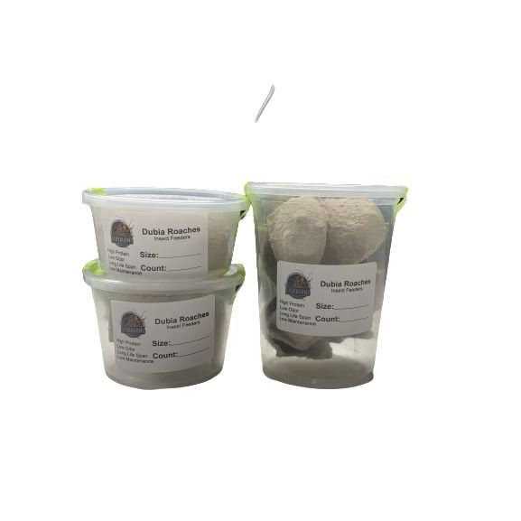Small Roach Hornworm & Superworm Live Feeder Combo Reptile Food O457509
