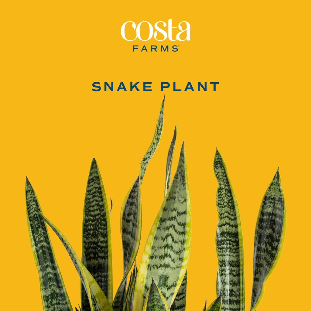 Snake Plant, Live Indoor Sansevieria Plant, Potted in Indoor Plant Pot, 8-Inches Tall H371