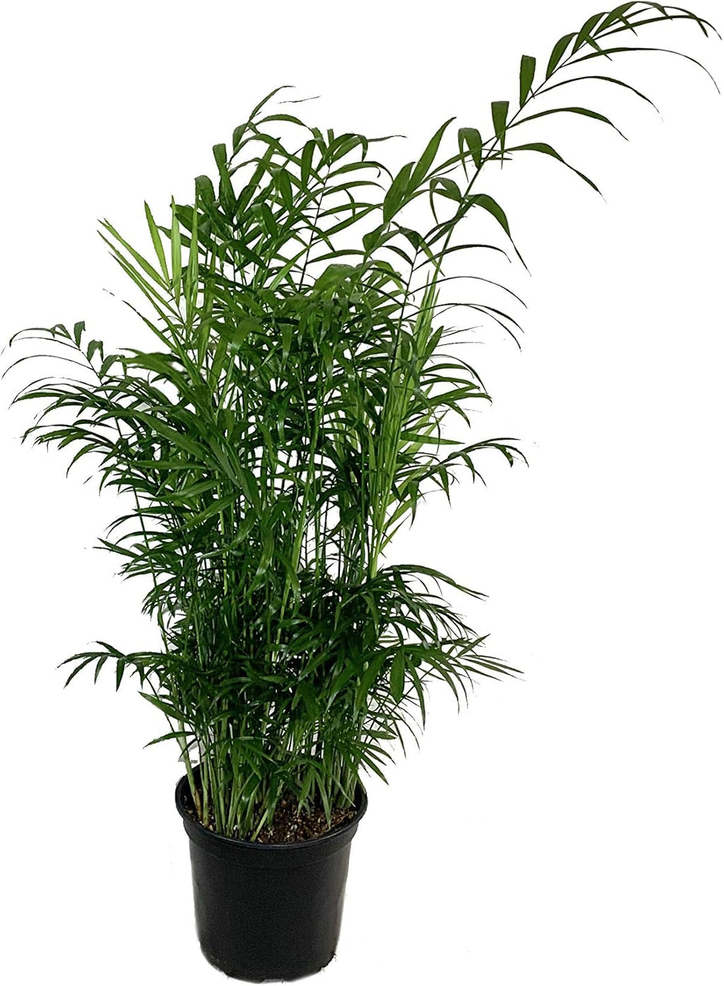 3 Live Plants in 6 Inch Pots - ZZ, Dracaena Janet Craig, Neanthe Bella Parlor Palm I5388