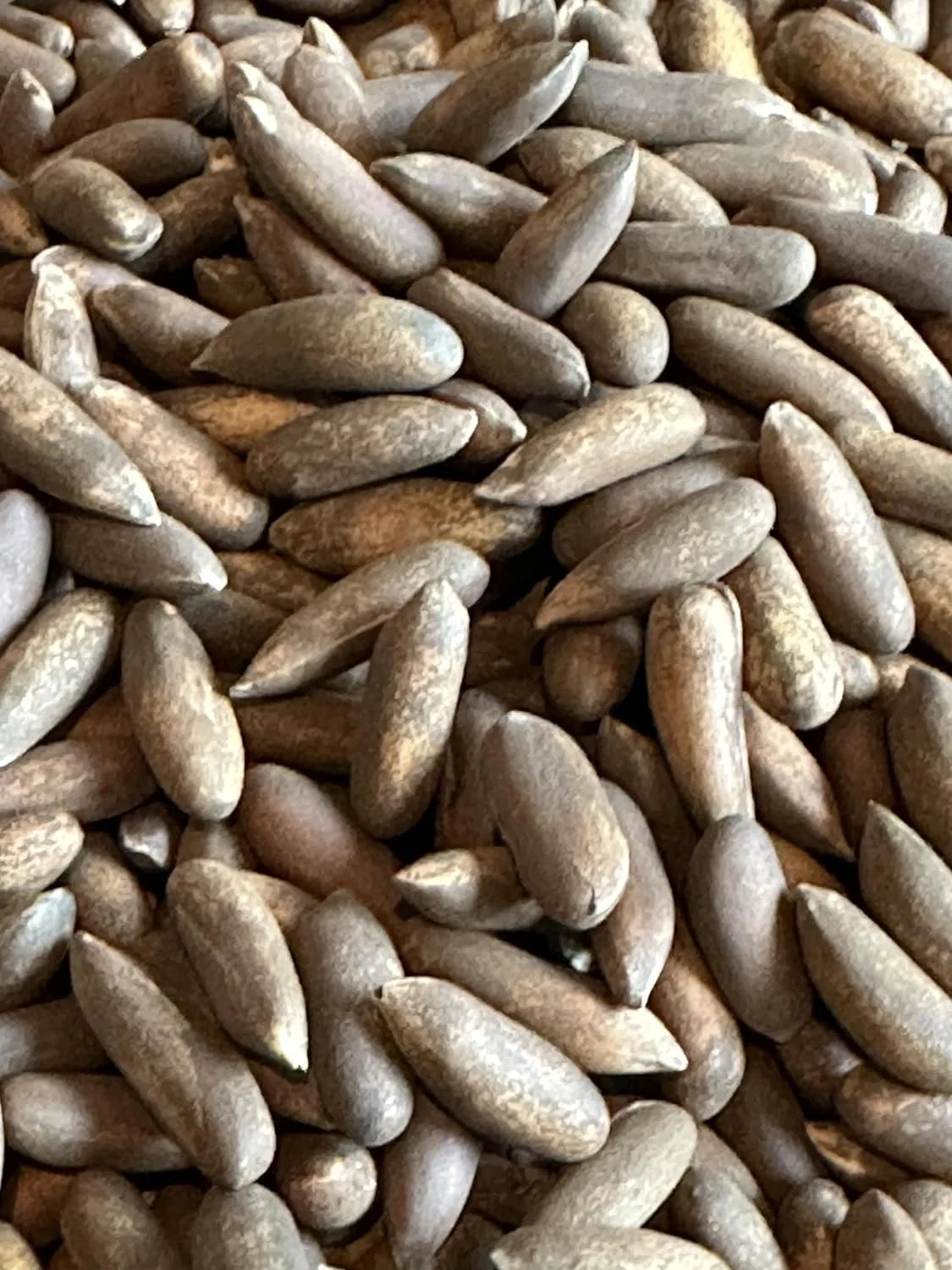 Pine Nut Chilgoza O106167