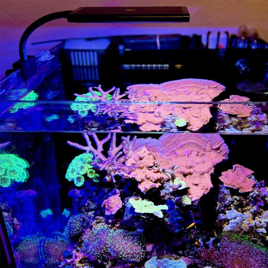 Orbit Marine NANO LED Light with Gooseneck Mount & Dynamic Controller B217