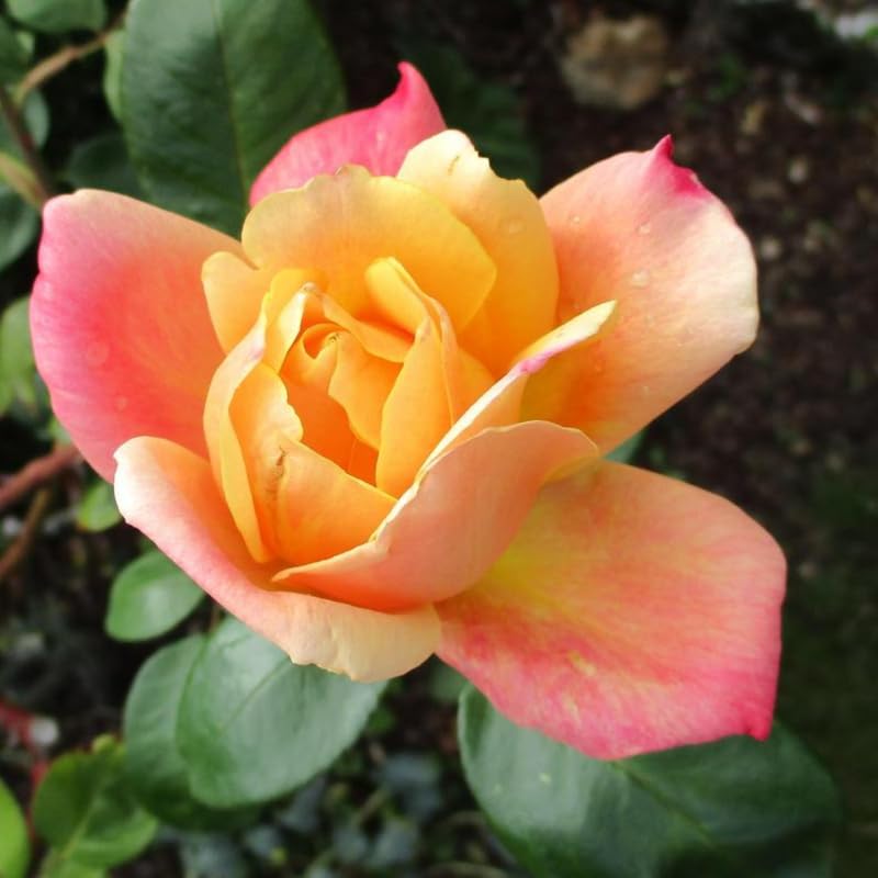 Rose Plant Live C240