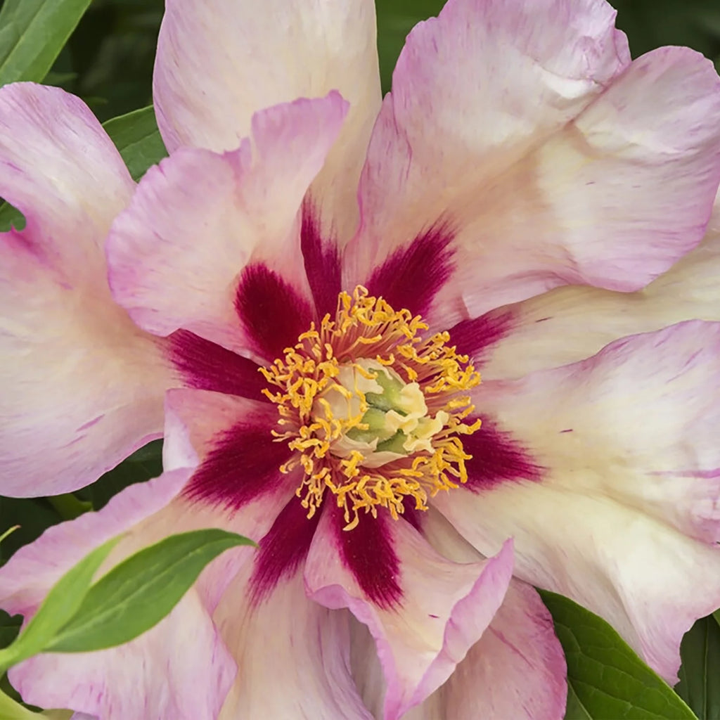 Set of 1 Yellow Peony Plant Root L13729