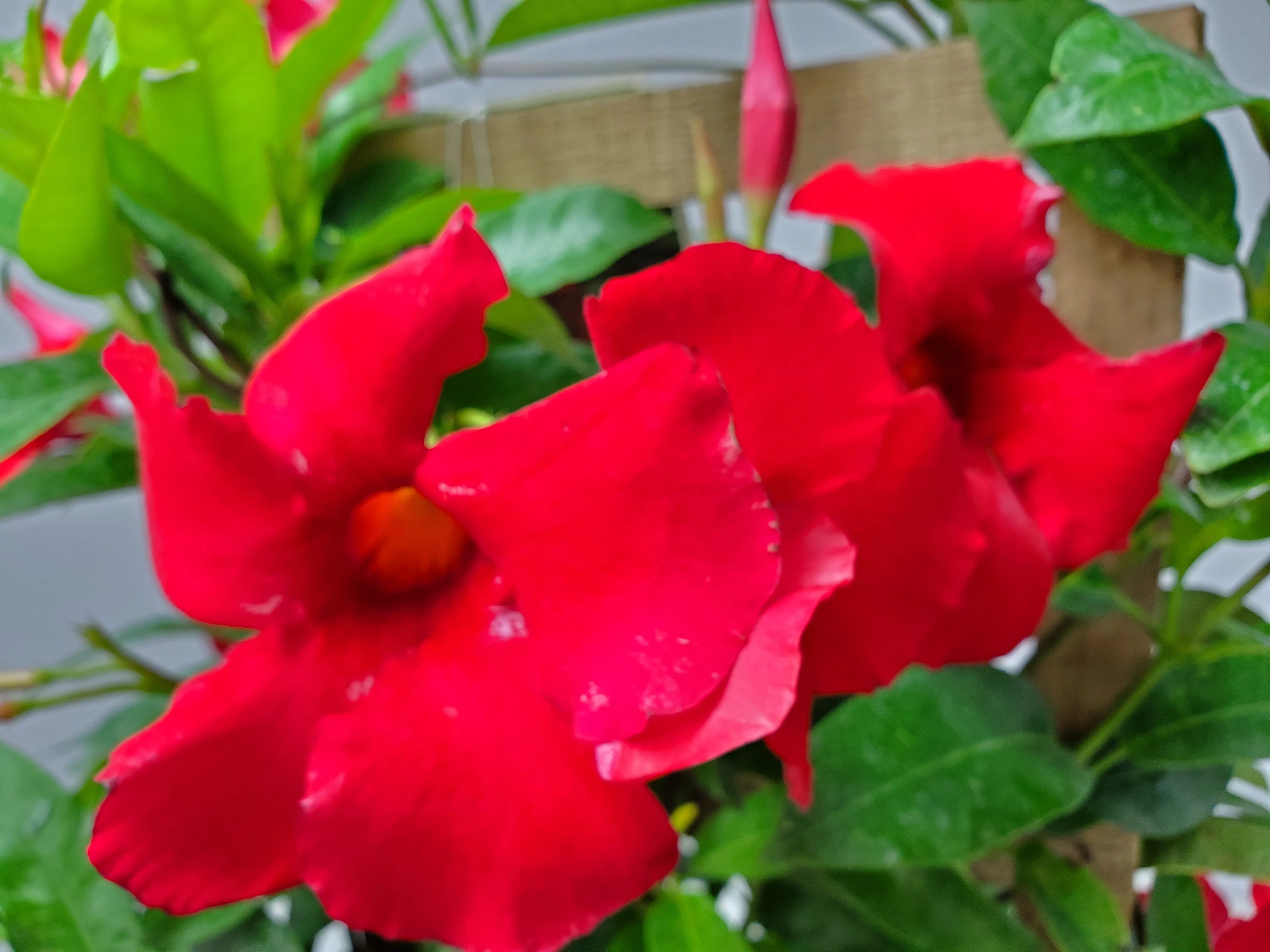 36" Giant Red Mandevilla Vine Plant on a Starter Trellis X436160