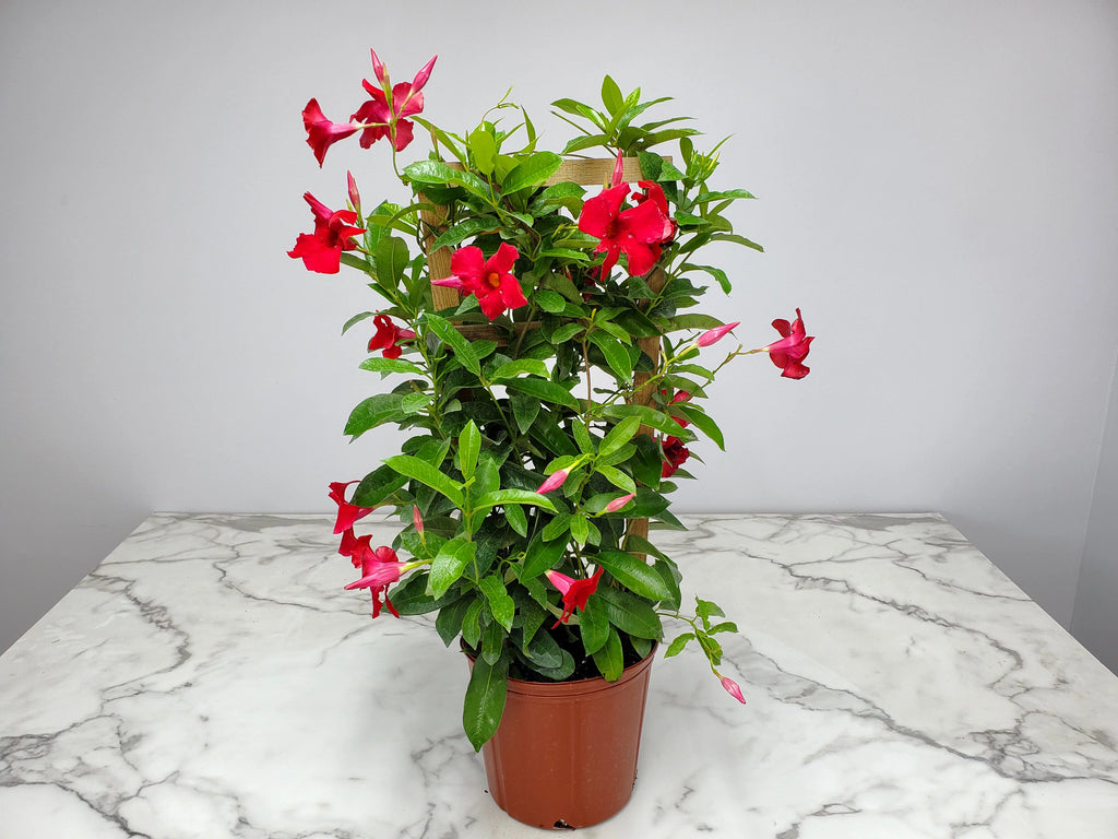 36" Giant Red Mandevilla Vine Plant on a Starter Trellis X436160